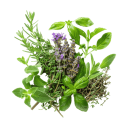 Dried Herbs